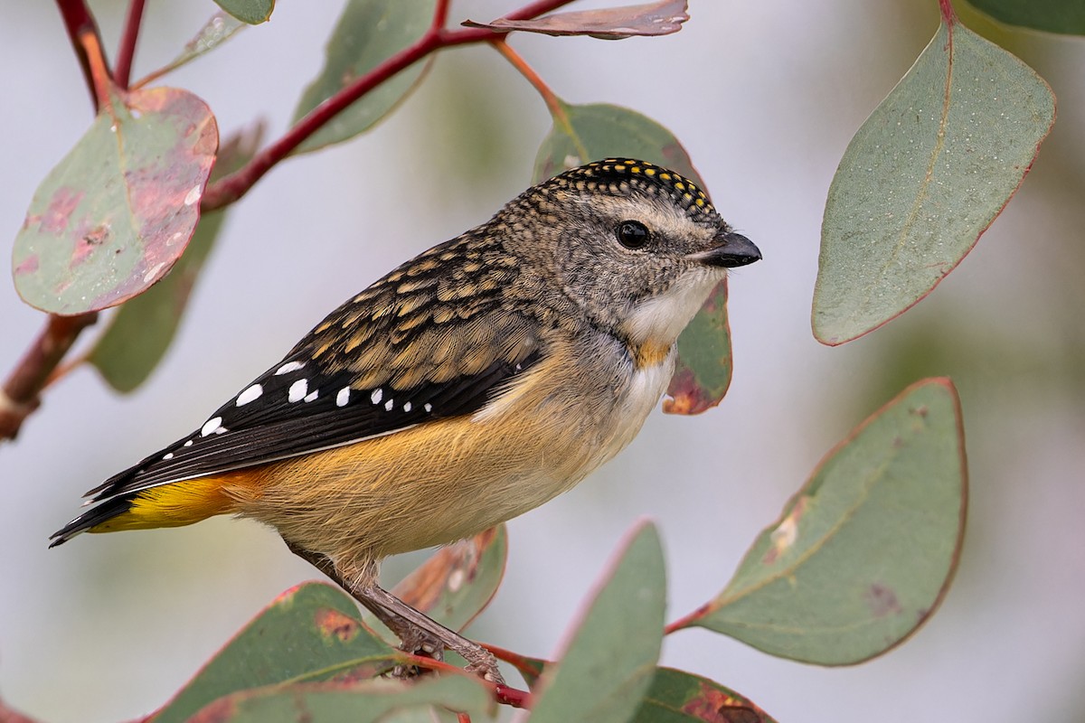 Spotted Pardalote - ML620393480