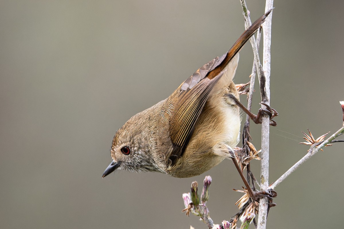 Brown Thornbill - ML620393489