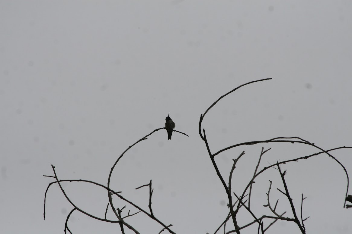 Kara Boğazlı Kolibri - ML620393498