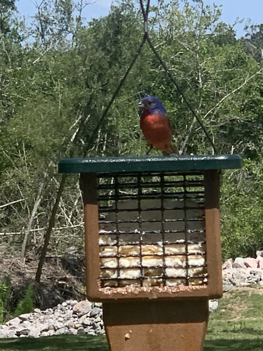 Painted Bunting - ML620393499