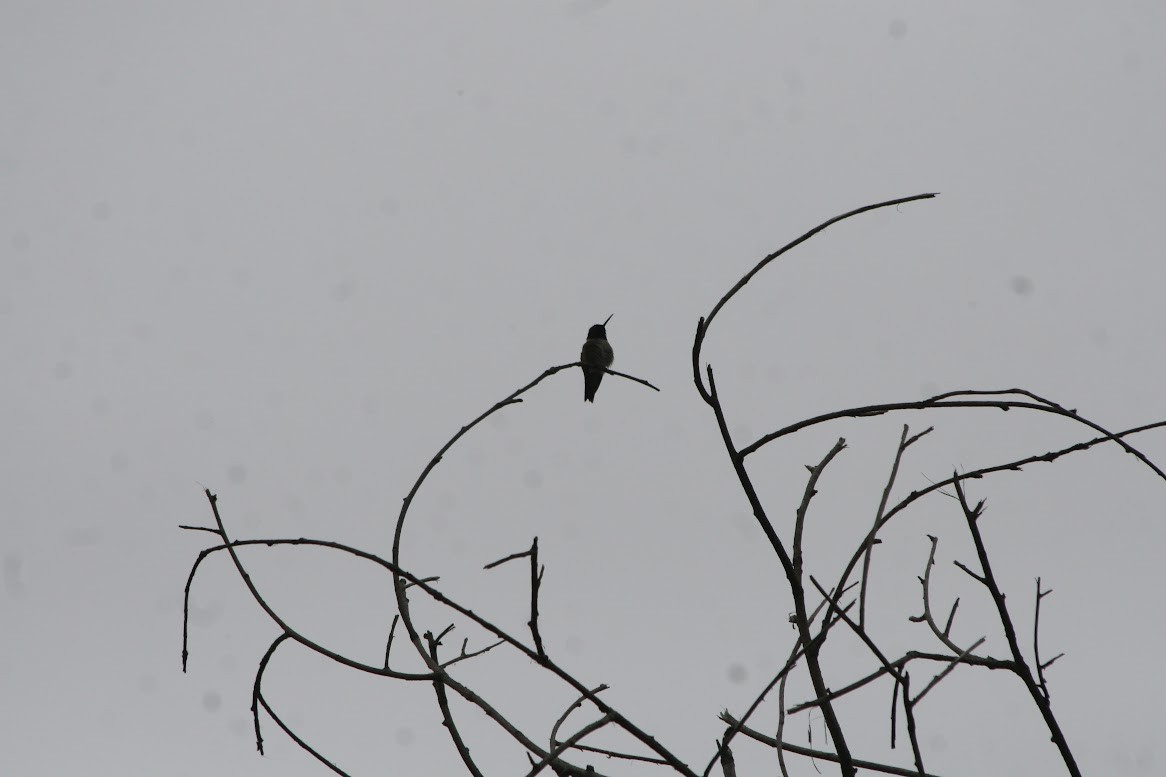 Black-chinned Hummingbird - ML620393500