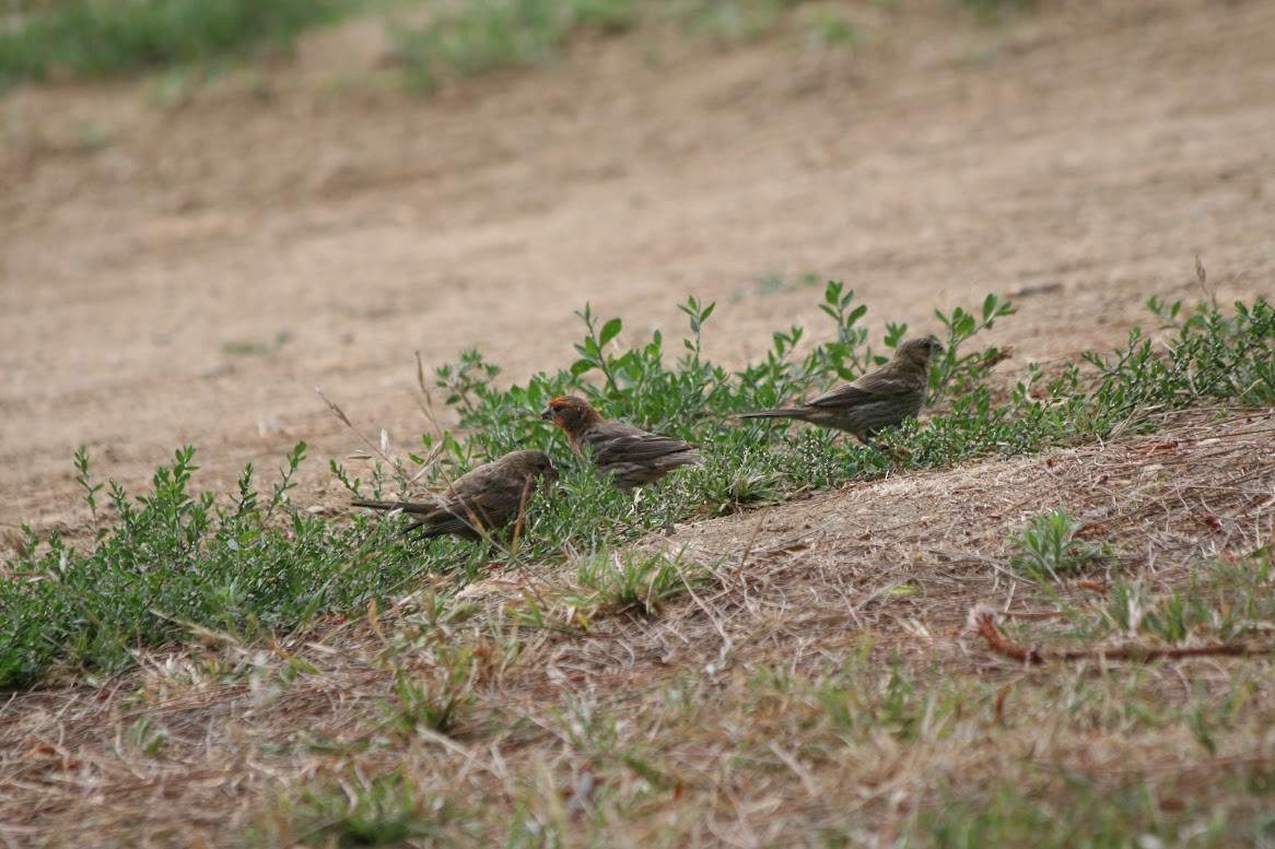 House Finch - ML620393508