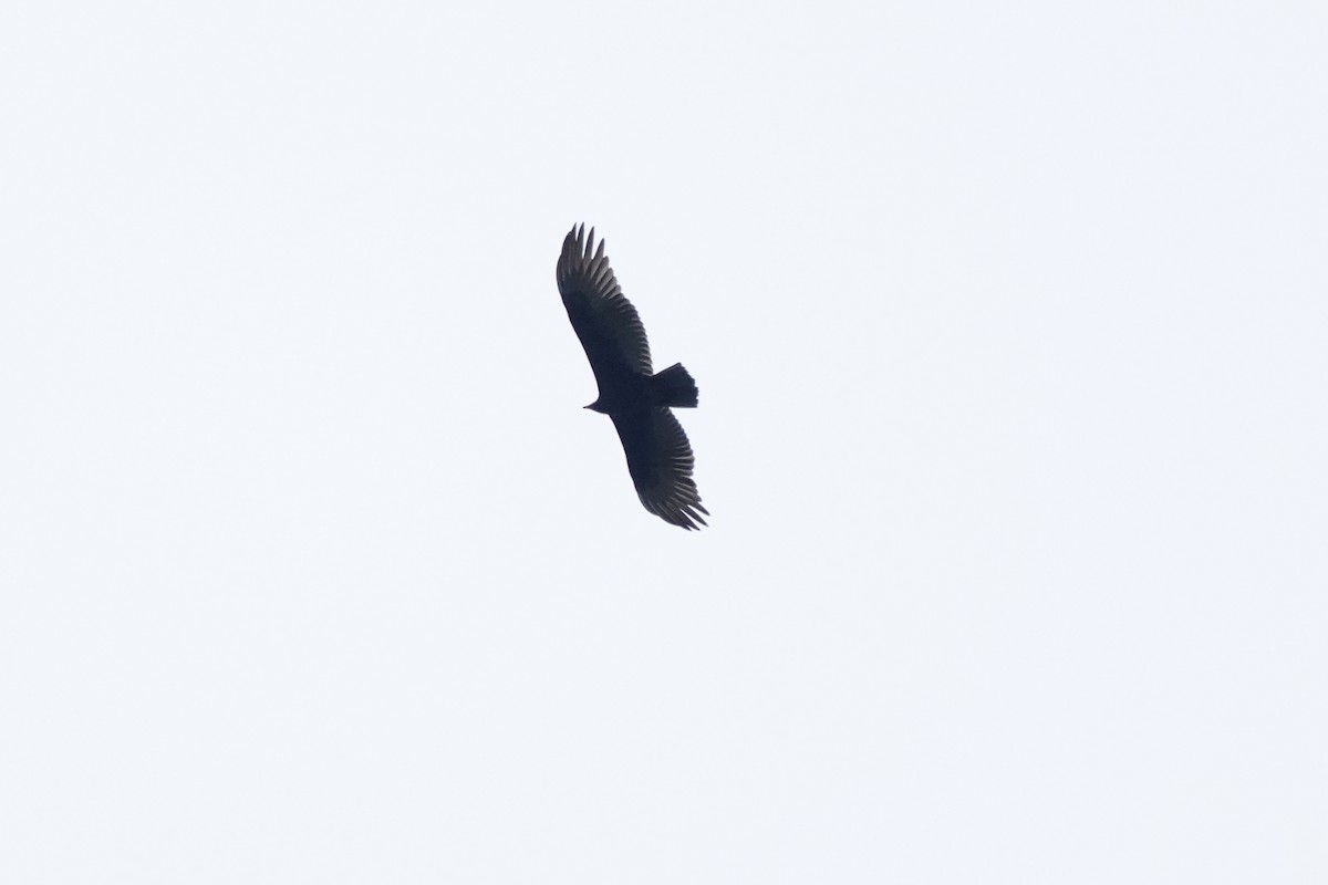 Black Vulture - ML620393510