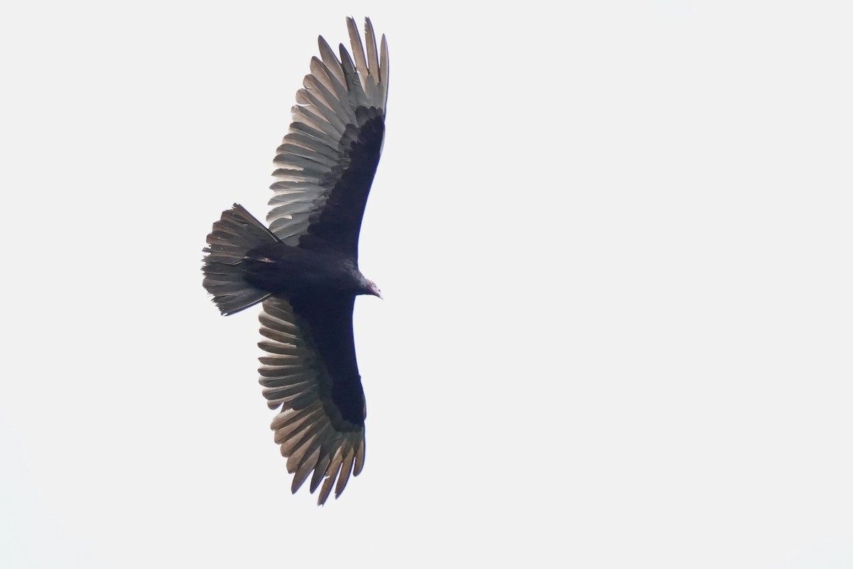 Turkey Vulture - ML620393532