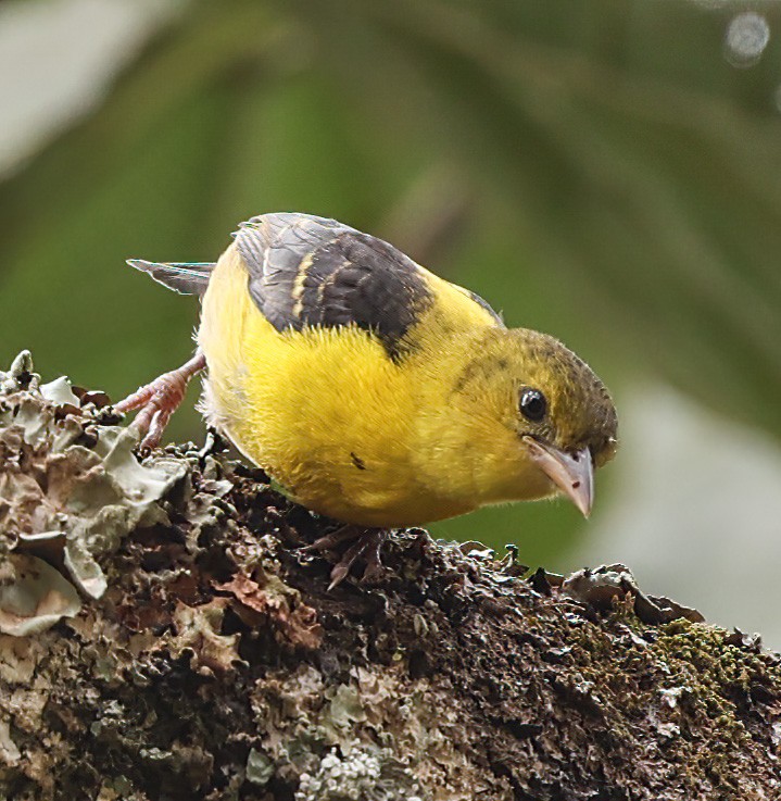 Brown-capped Weaver - ML620393550