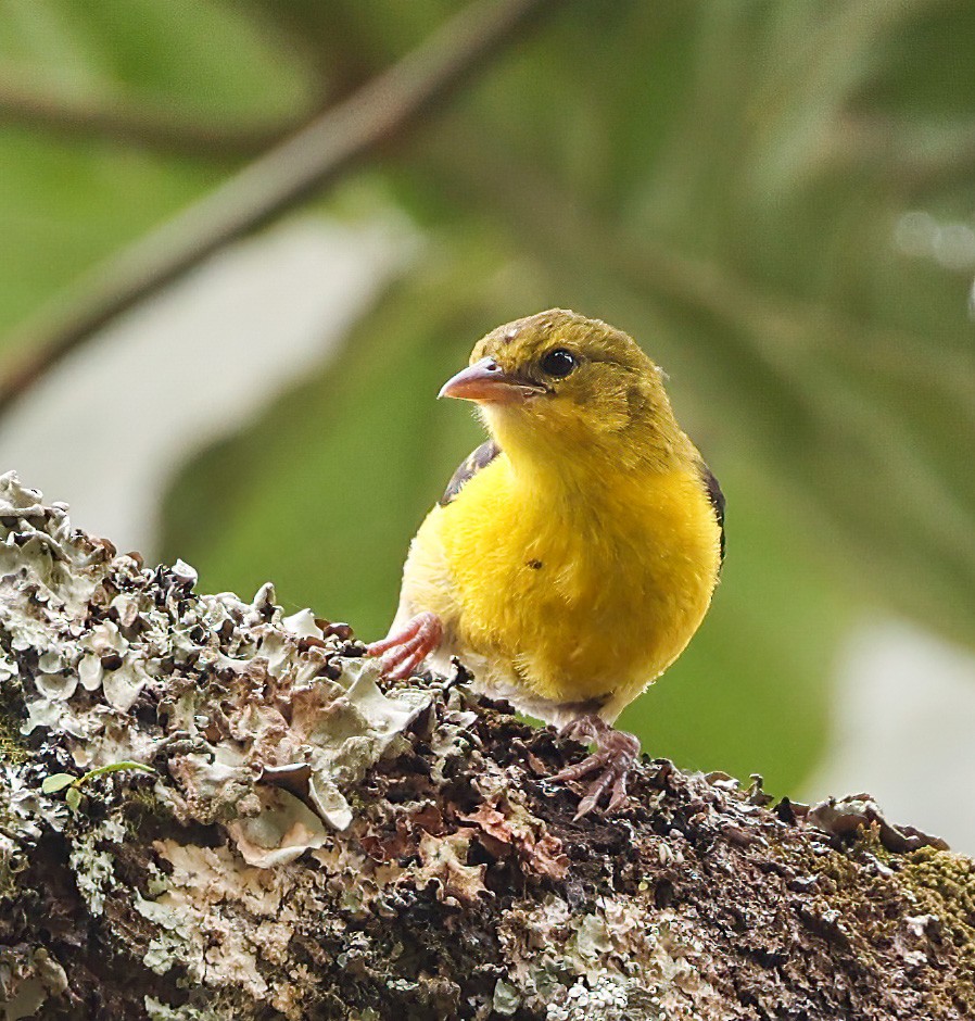 Brown-capped Weaver - ML620393552