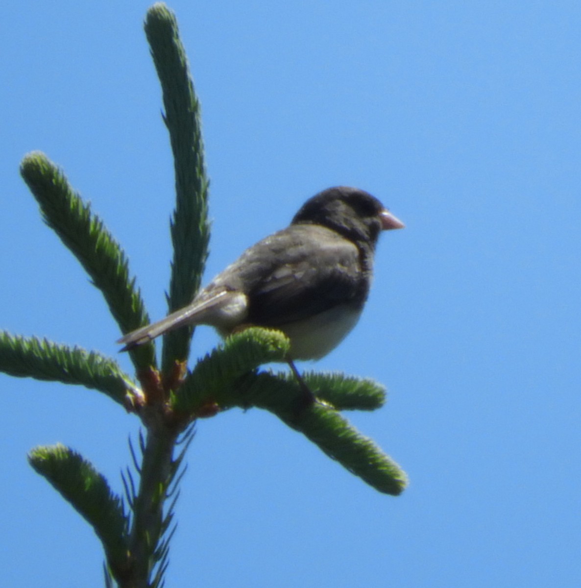 Dark-eyed Junco - Kathleen Spicer