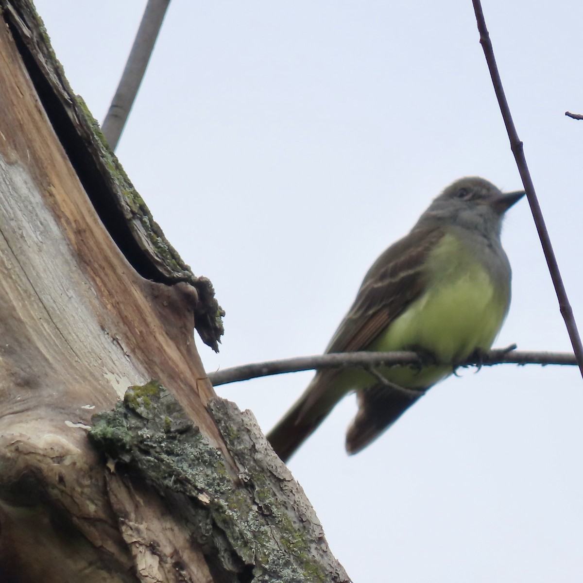 Great Crested Flycatcher - ML620393560