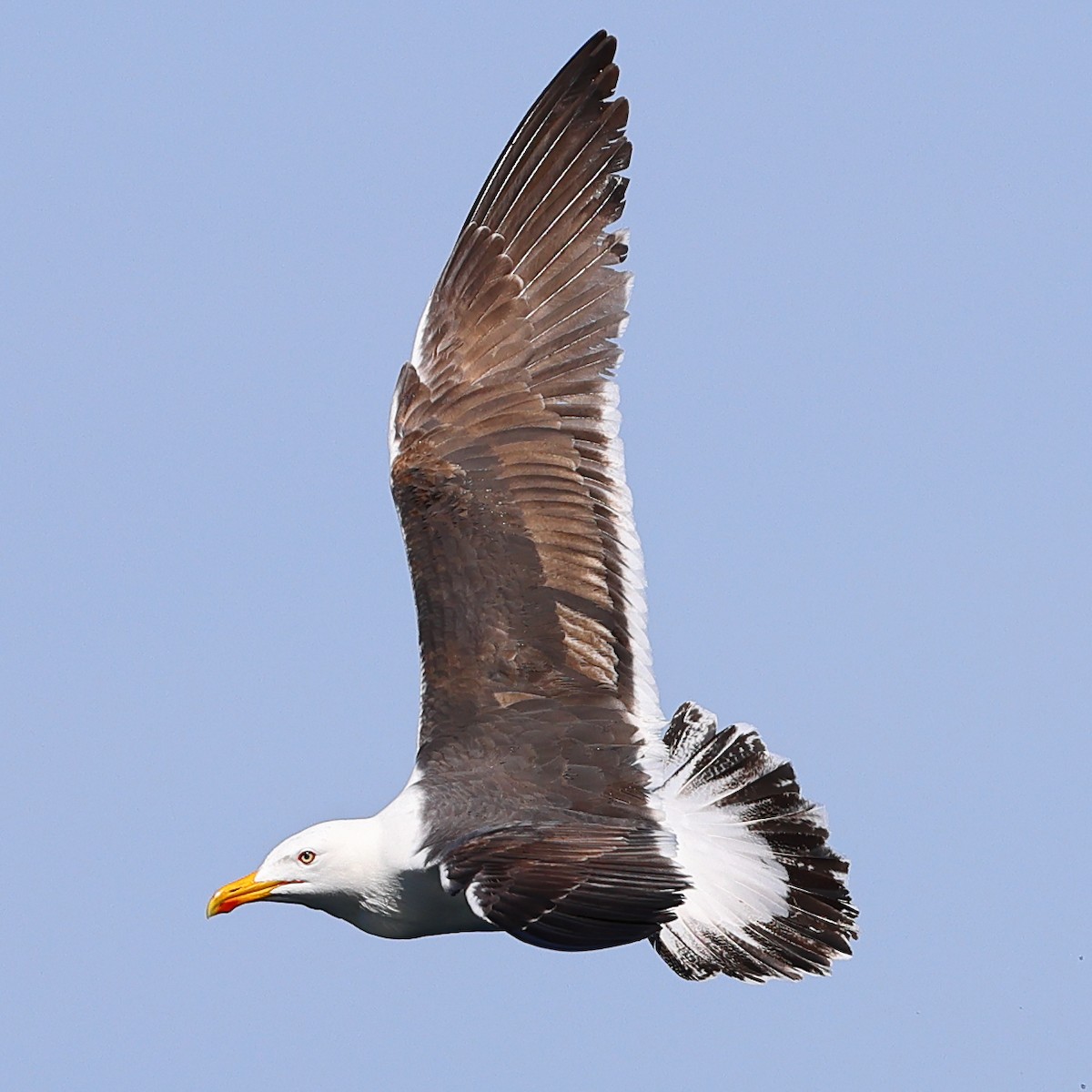 Great Black-backed Gull - ML620393570