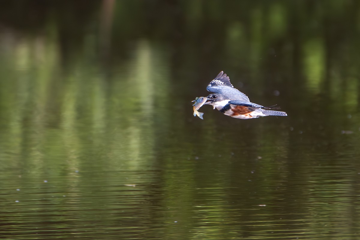 Belted Kingfisher - ML620393575