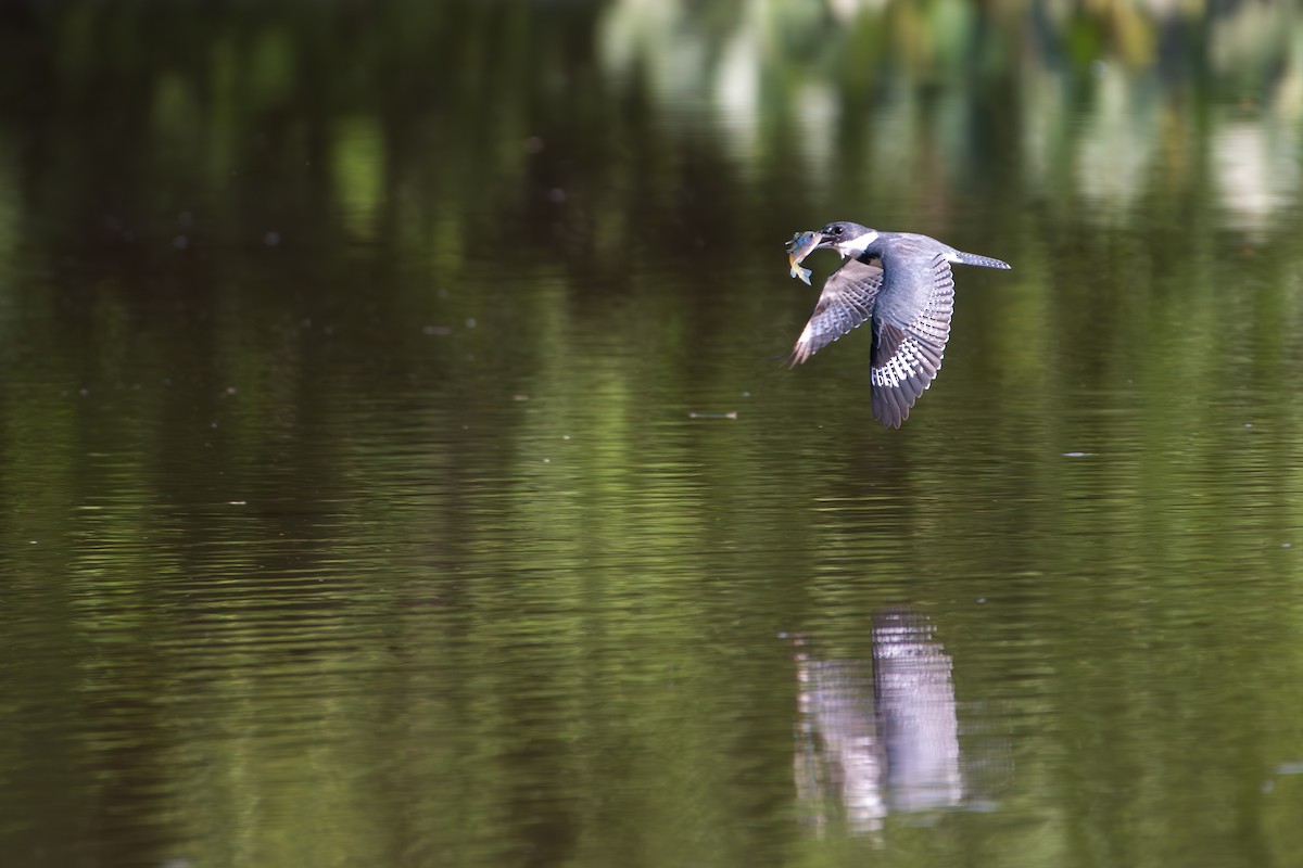 Belted Kingfisher - ML620393576