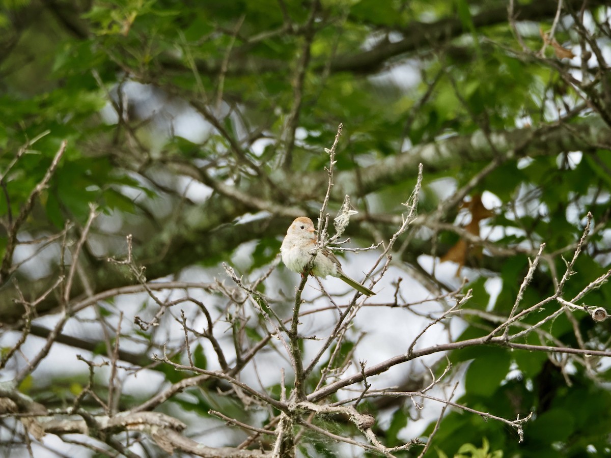 Field Sparrow - ML620393578