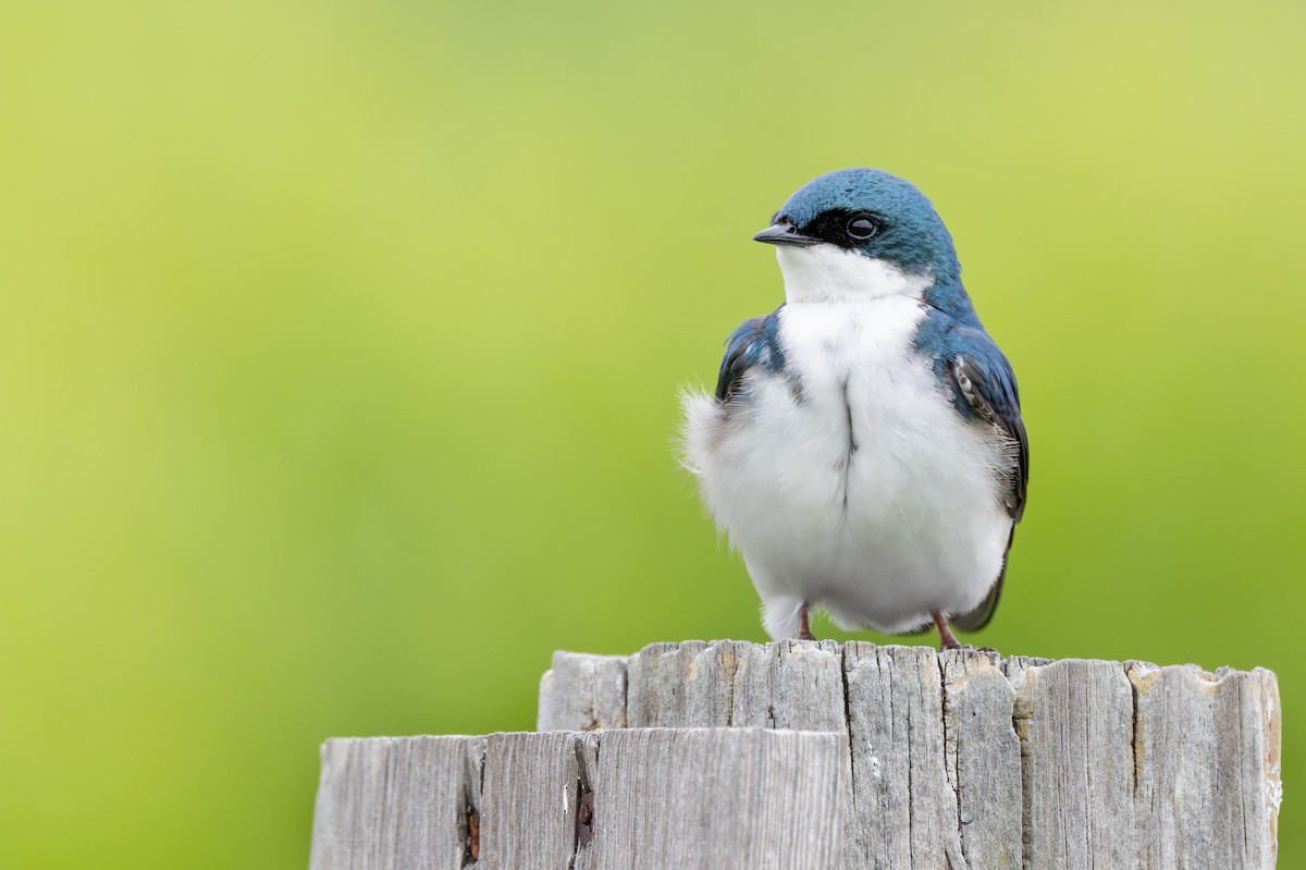 Tree Swallow - ML620393581