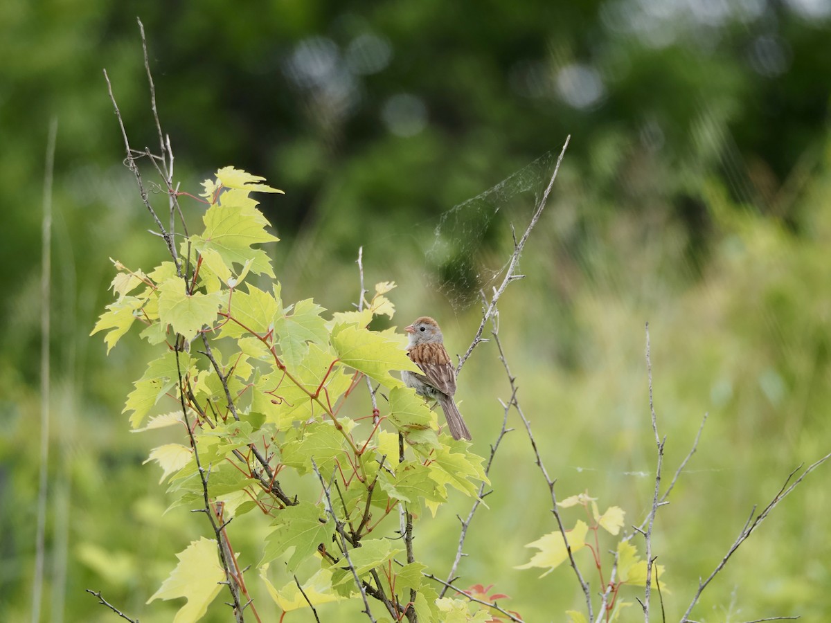 Field Sparrow - ML620393582