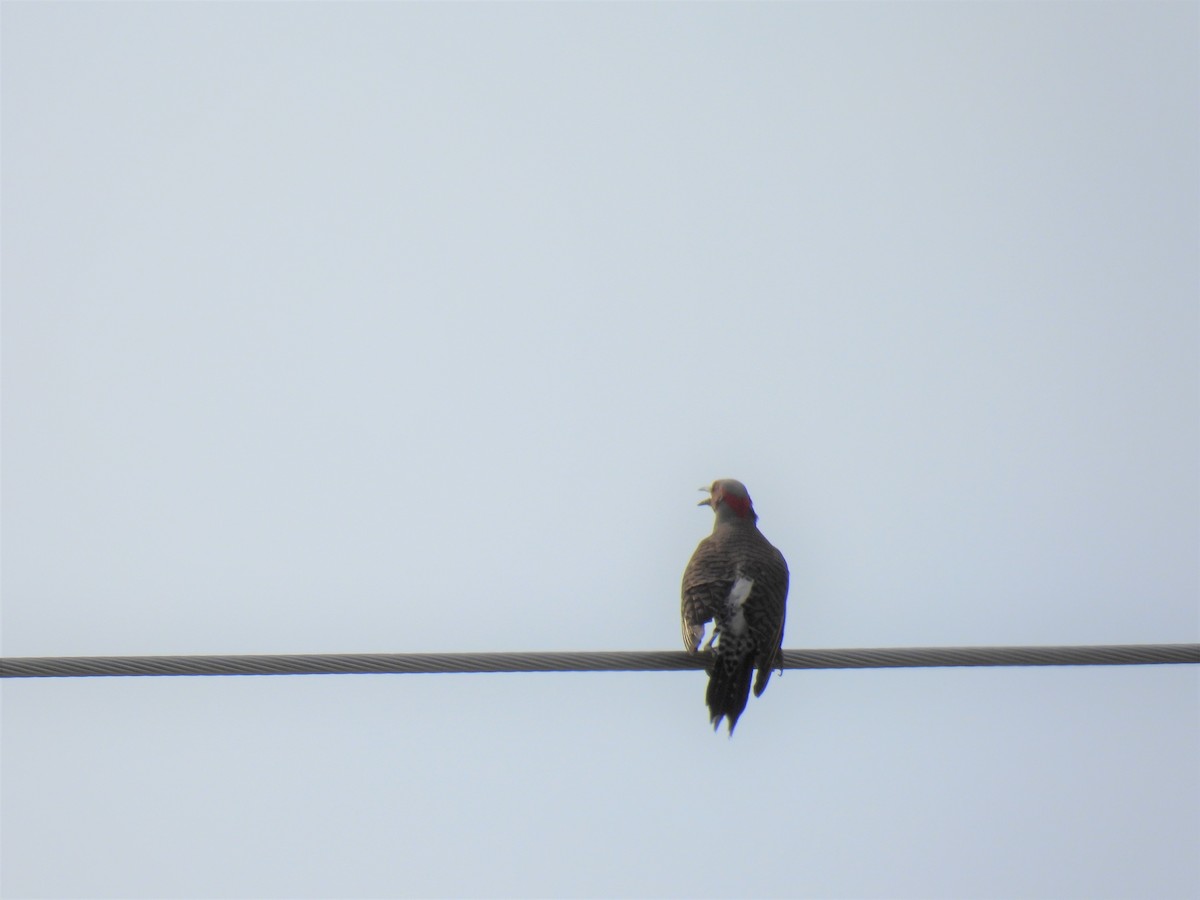 Northern Flicker - ML620393583