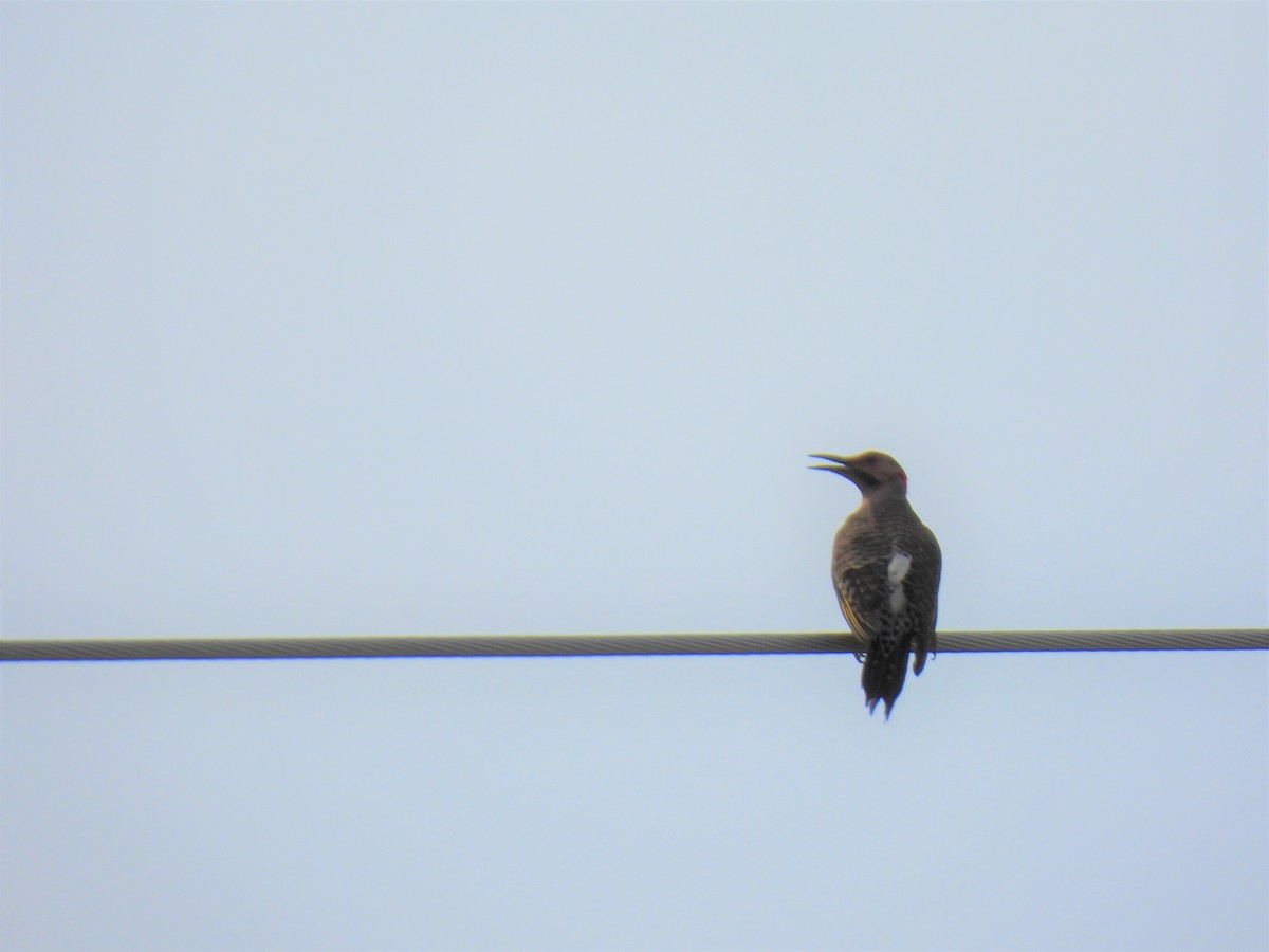 Northern Flicker - ML620393584