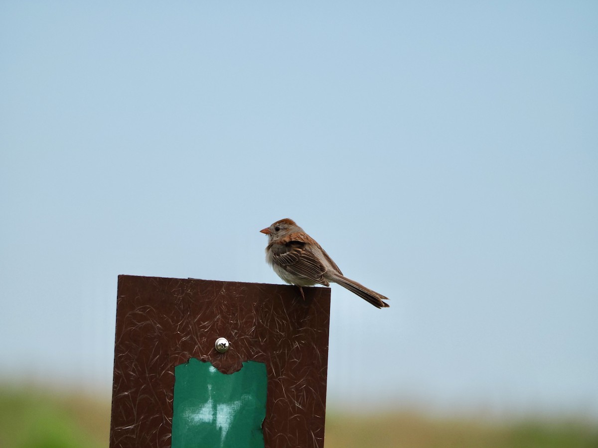 Field Sparrow - ML620393586