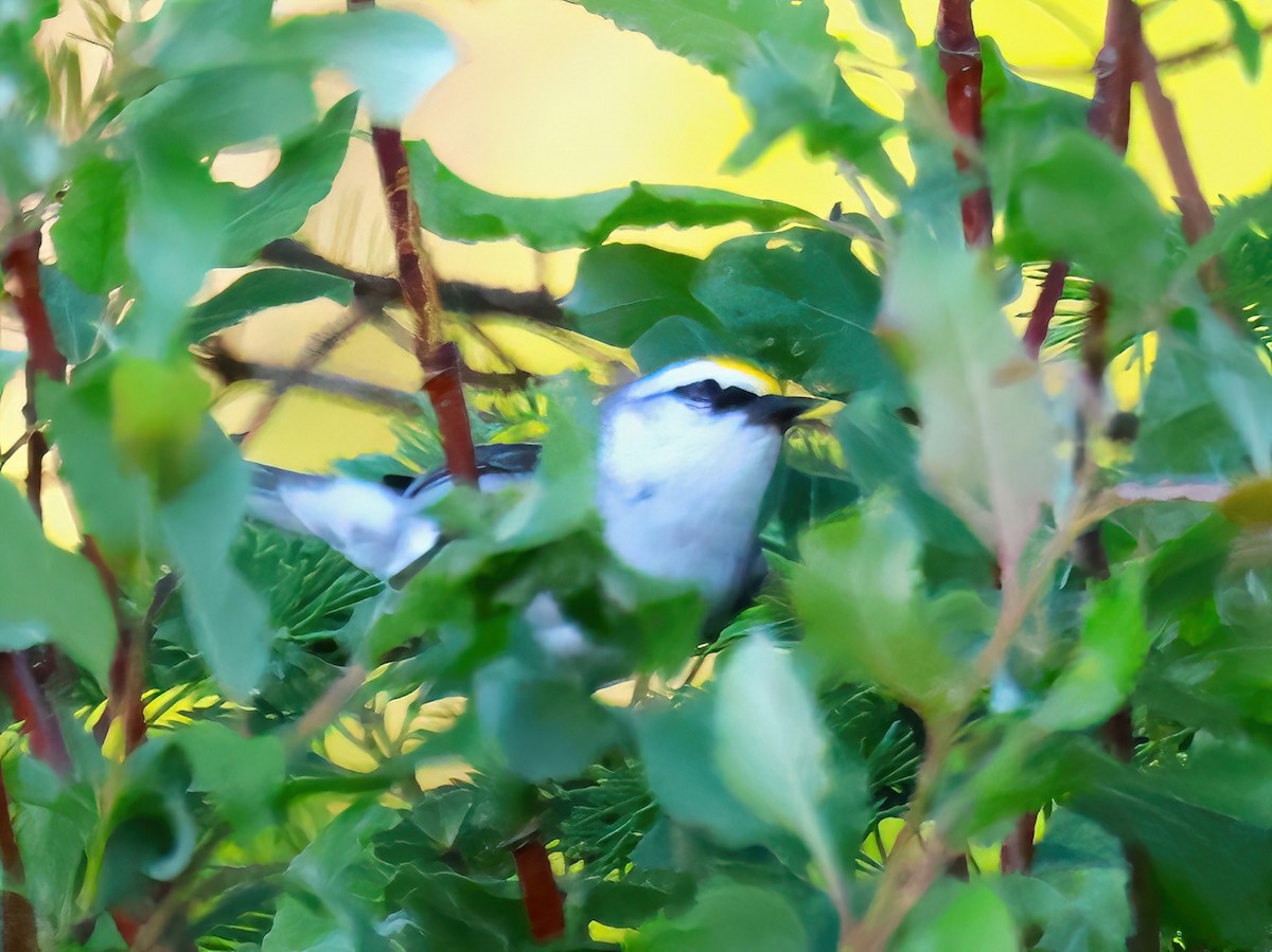 Brewster's Warbler (hybrid) - ML620393593