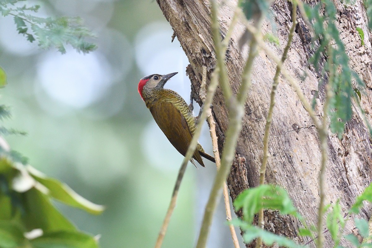 Golden-olive Woodpecker - ML620393595