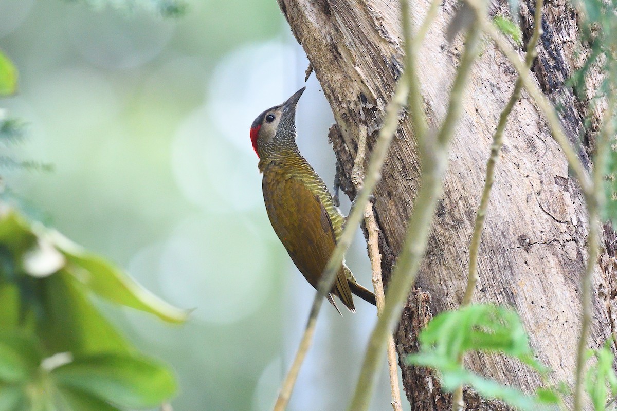 Golden-olive Woodpecker - ML620393596