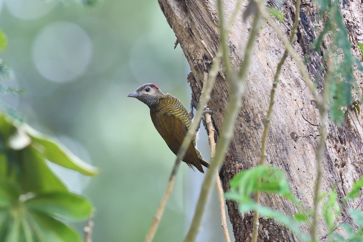 Golden-olive Woodpecker - ML620393597
