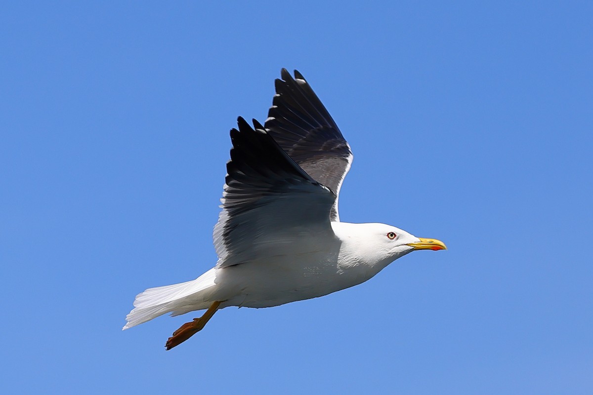 Great Black-backed Gull - ML620393600