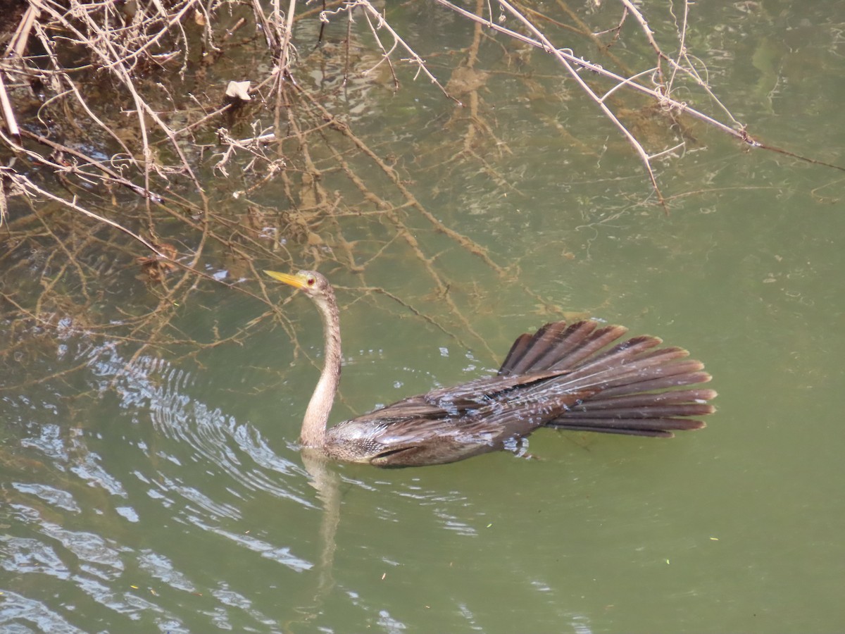 Anhinga d'Amérique - ML620393603