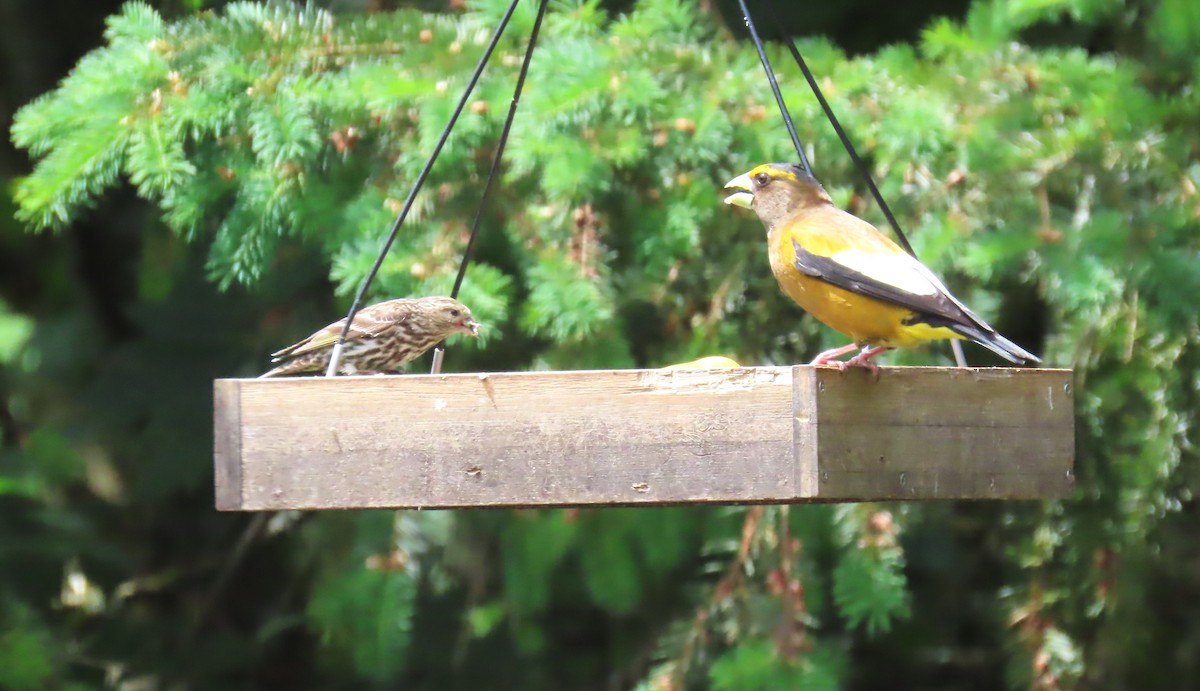 Pine Siskin - ML620393610