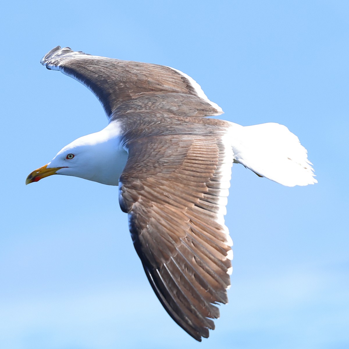 Great Black-backed Gull - ML620393612