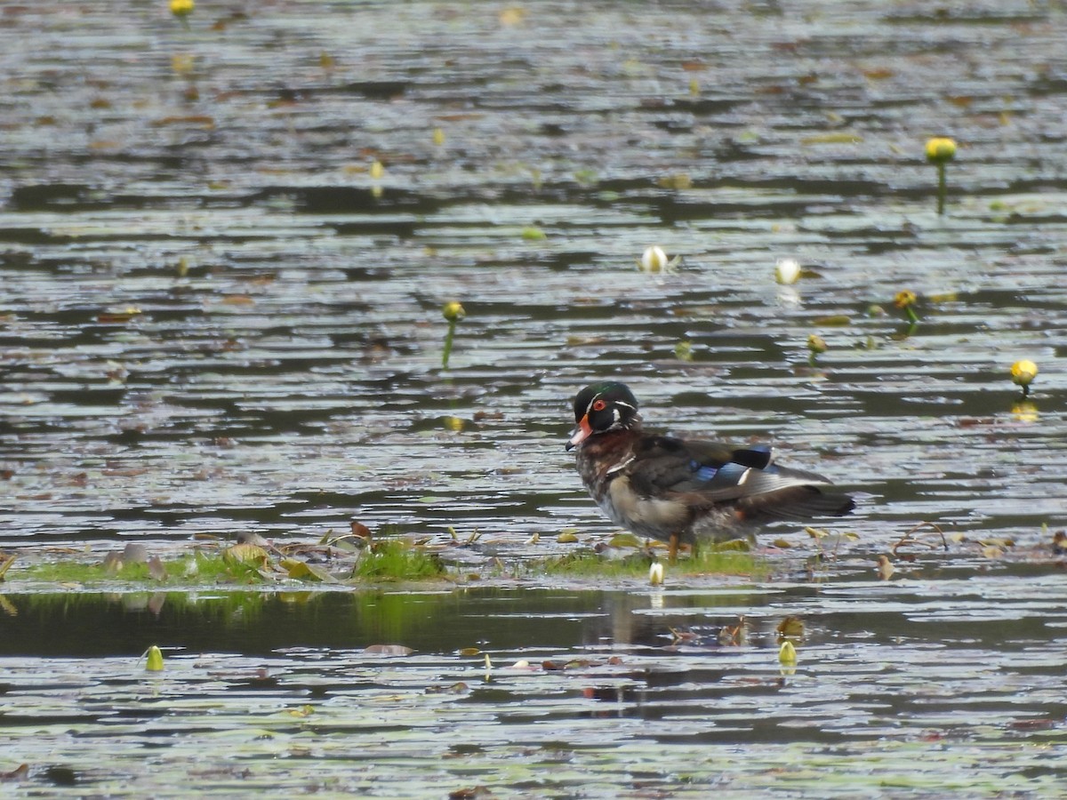 Wood Duck - ML620393614