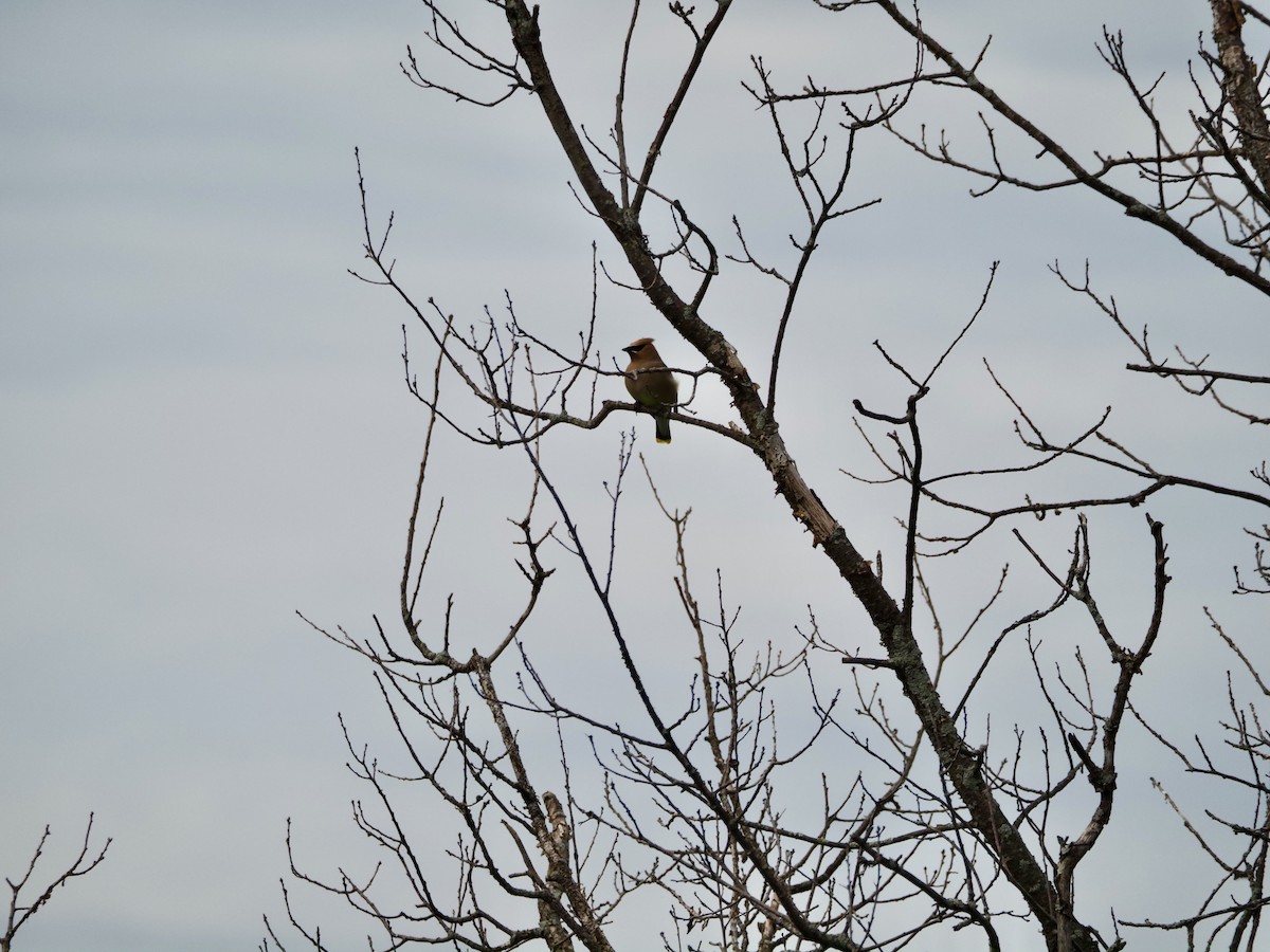 Cedar Waxwing - ML620393620