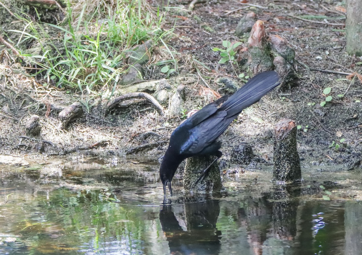 Boat-tailed Grackle - ML620393625