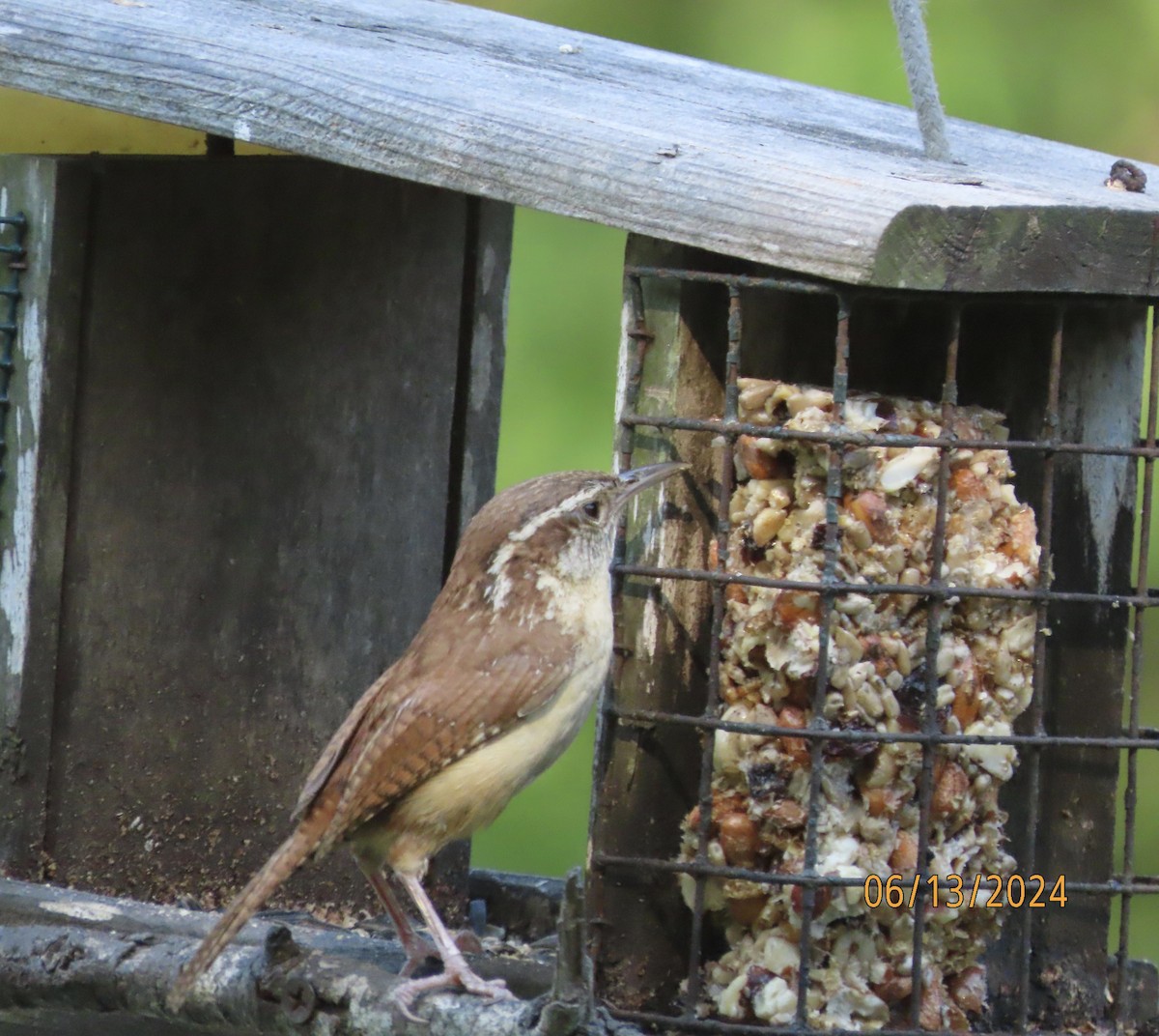 Carolina Wren - ML620393631