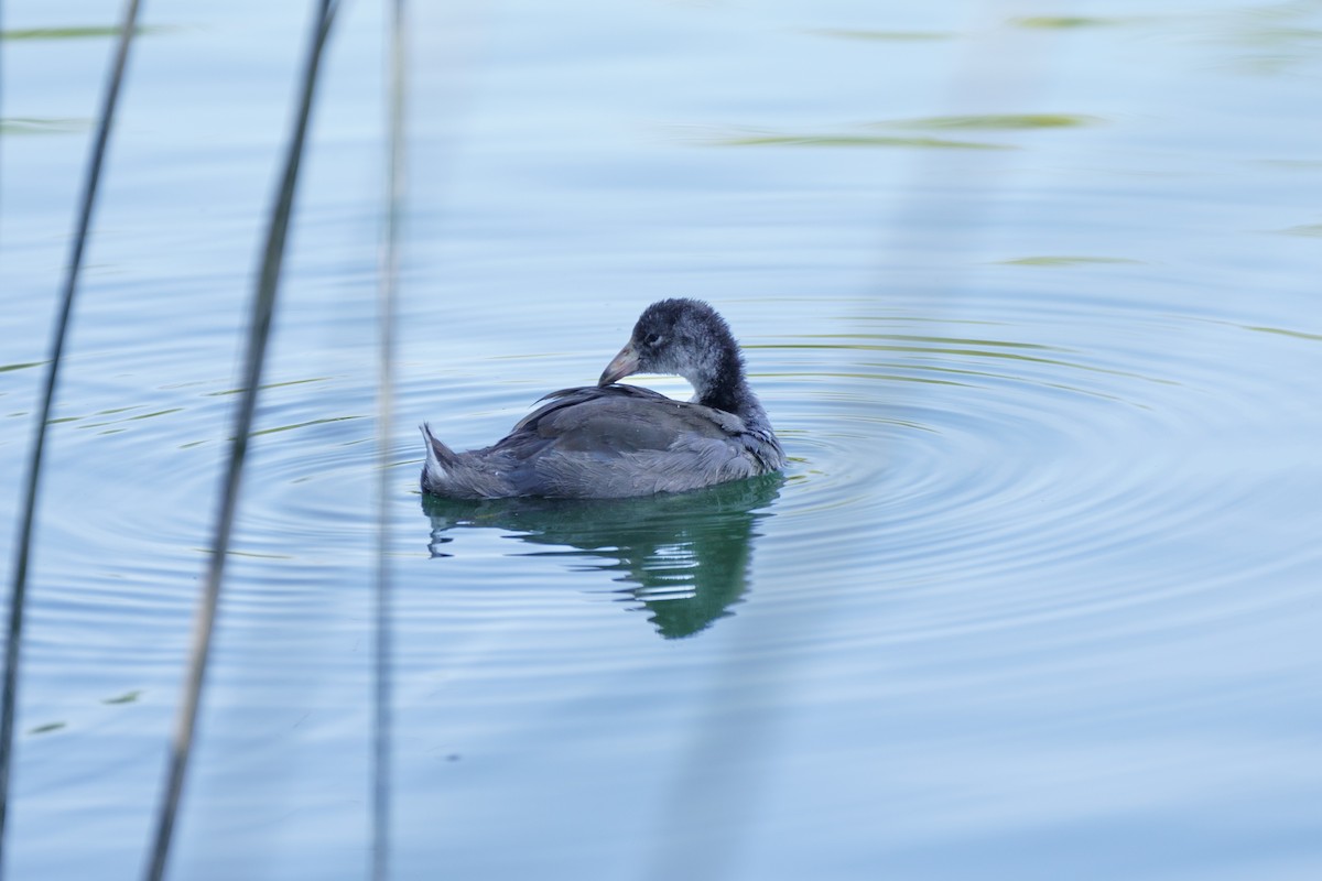 American Coot - ML620393648