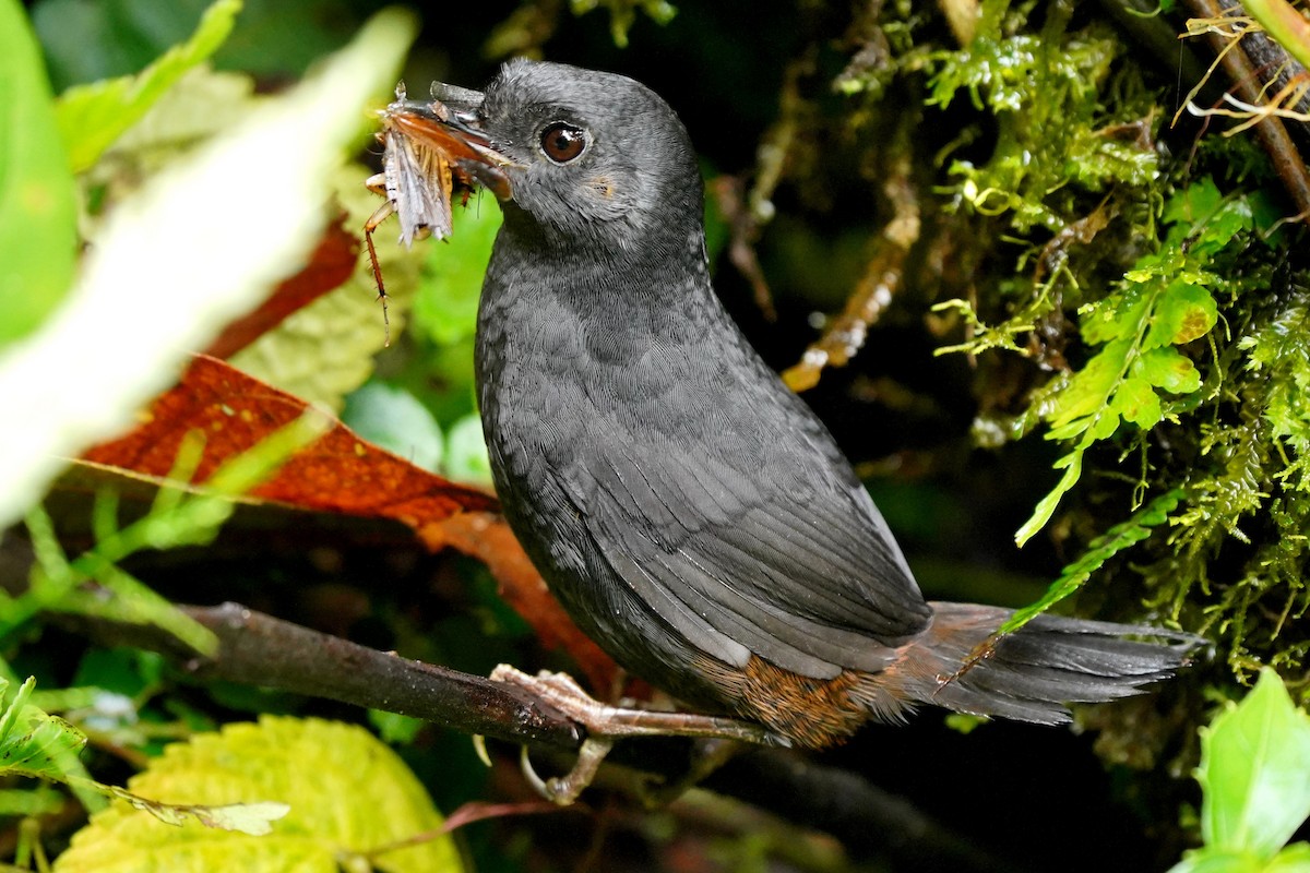 Tatama Tapaculo - ML620393655