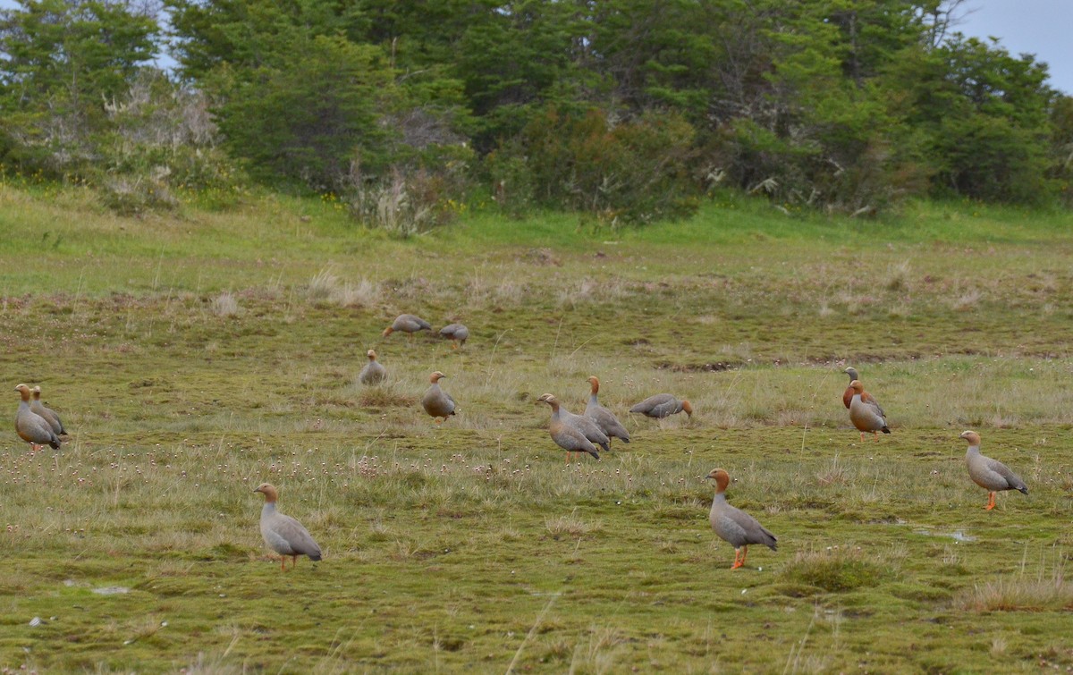 Cauquén Colorado - ML620393658