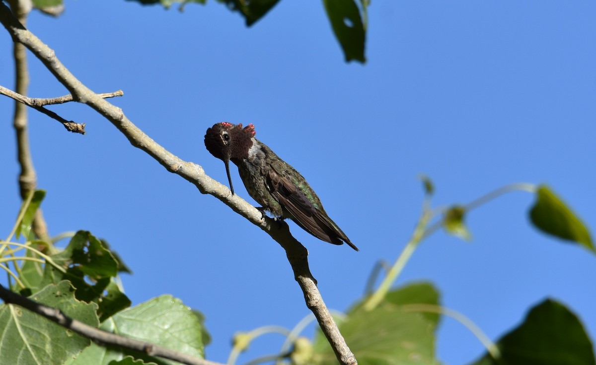 Anna's Hummingbird - ML620393663