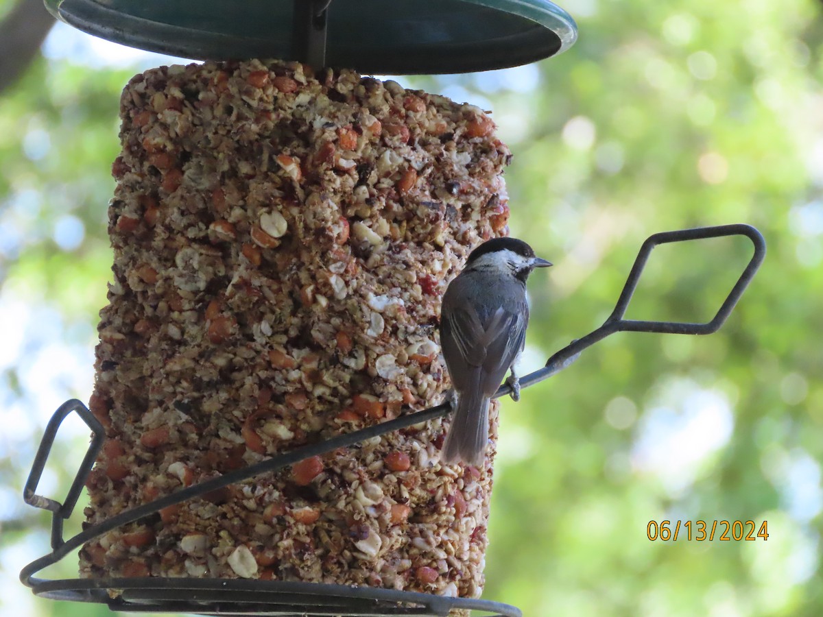 Carolina Chickadee - ML620393665