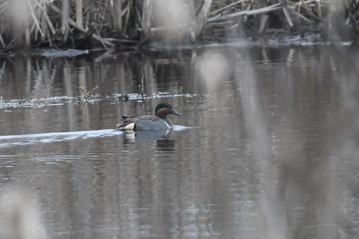 小水鴨(carolinensis) - ML620393668