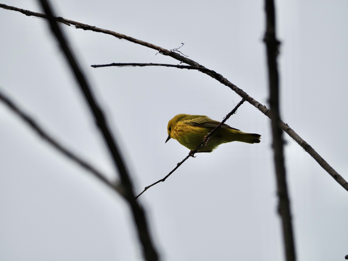 Paruline jaune - ML620393669