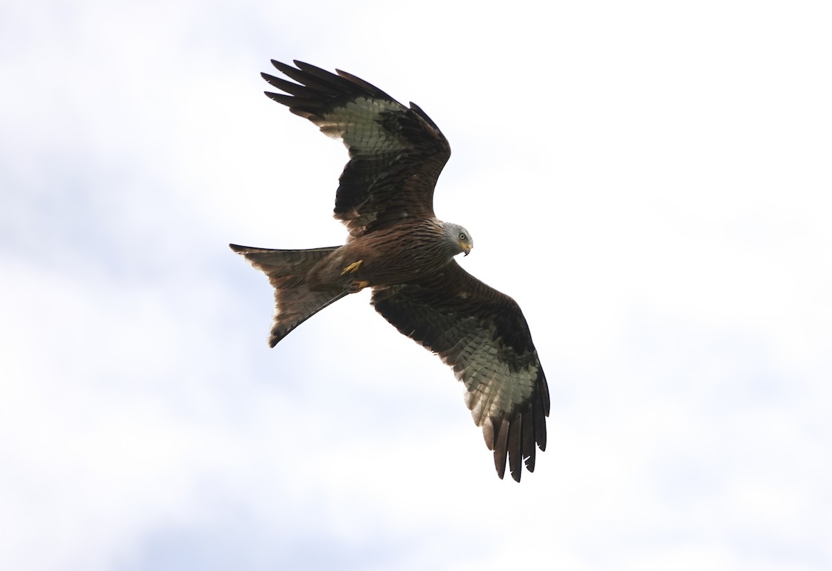 Red Kite - ML620393677