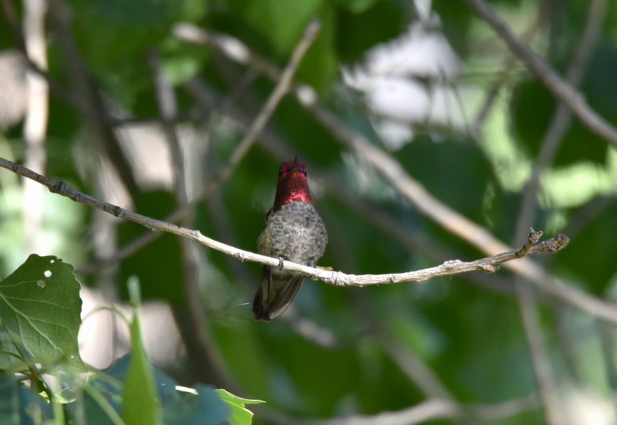 Anna's Hummingbird - ML620393679