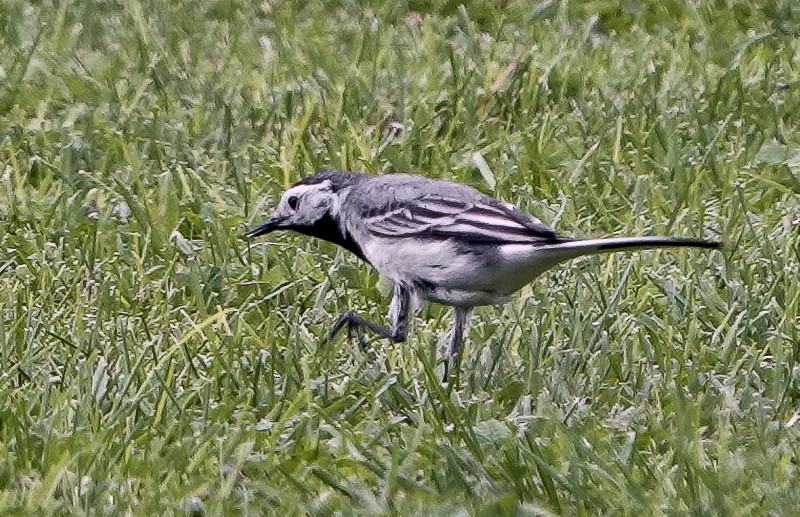 White Wagtail - ML620393680