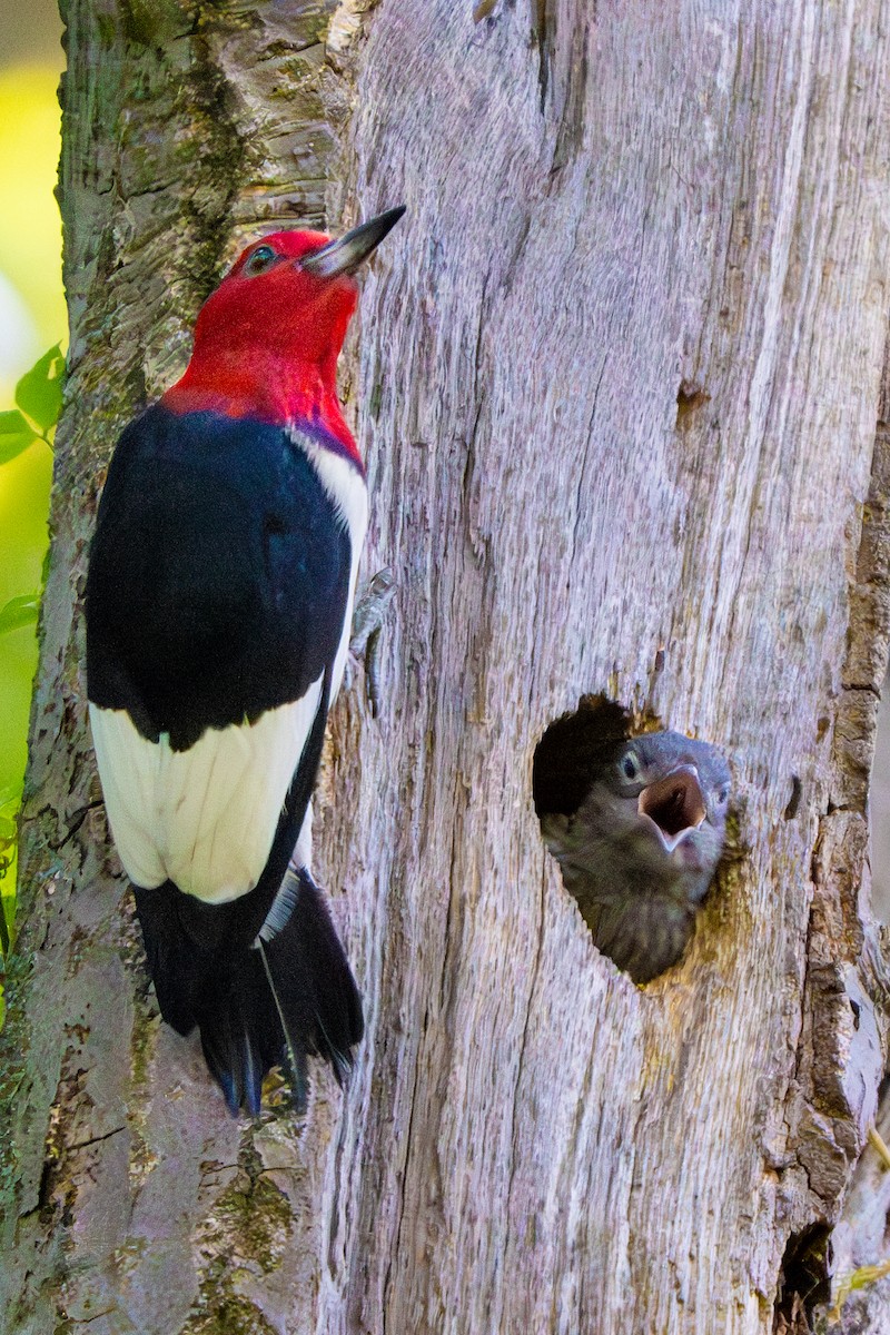 Red-headed Woodpecker - ML620393688