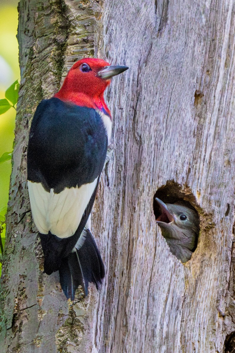 Red-headed Woodpecker - ML620393691