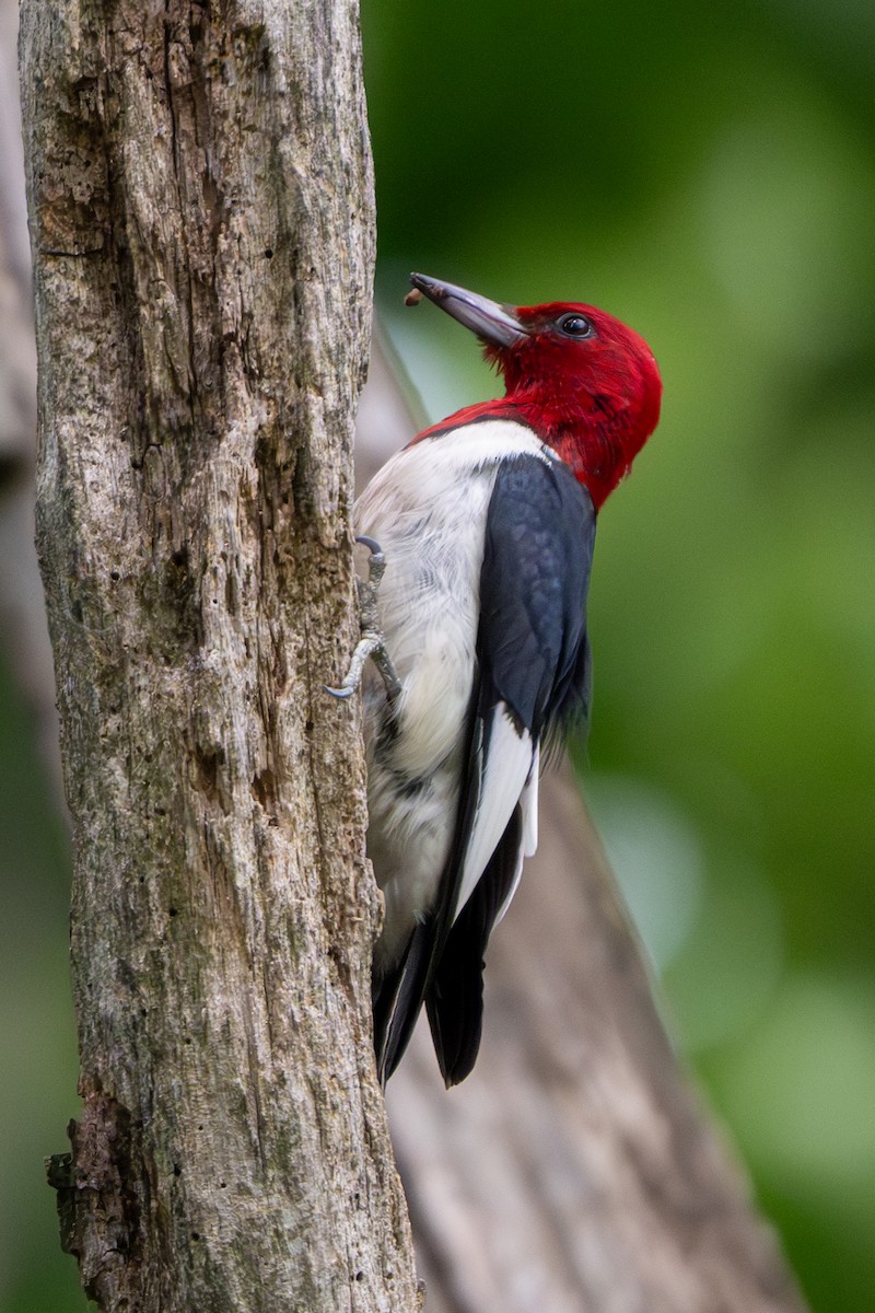 Red-headed Woodpecker - ML620393692
