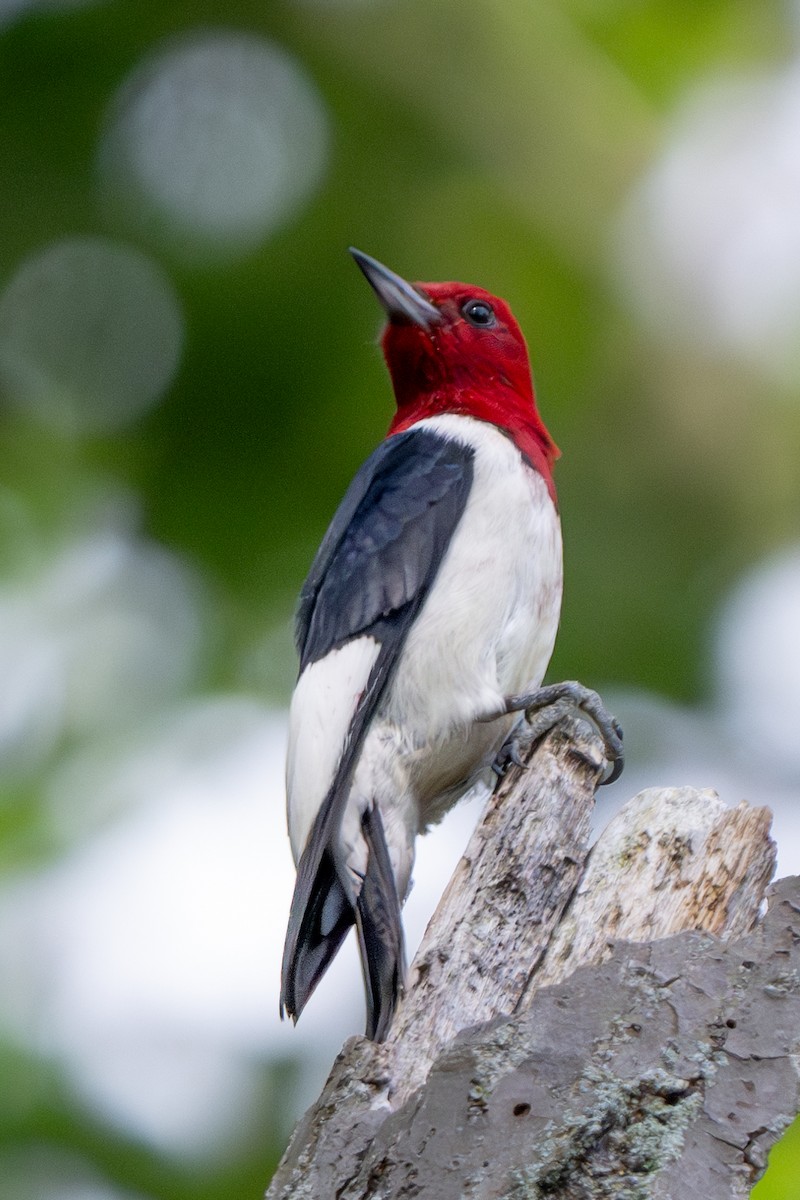 Red-headed Woodpecker - ML620393693