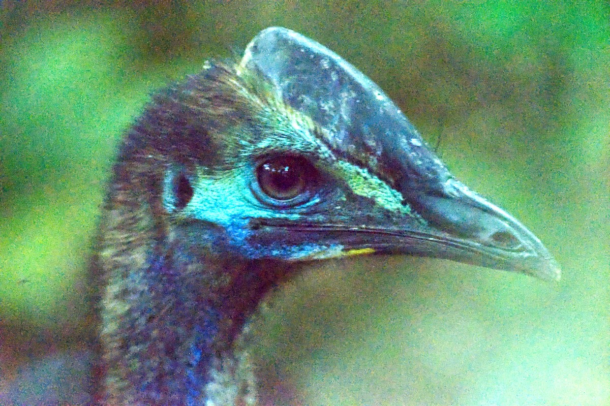 Southern Cassowary - ML620393695