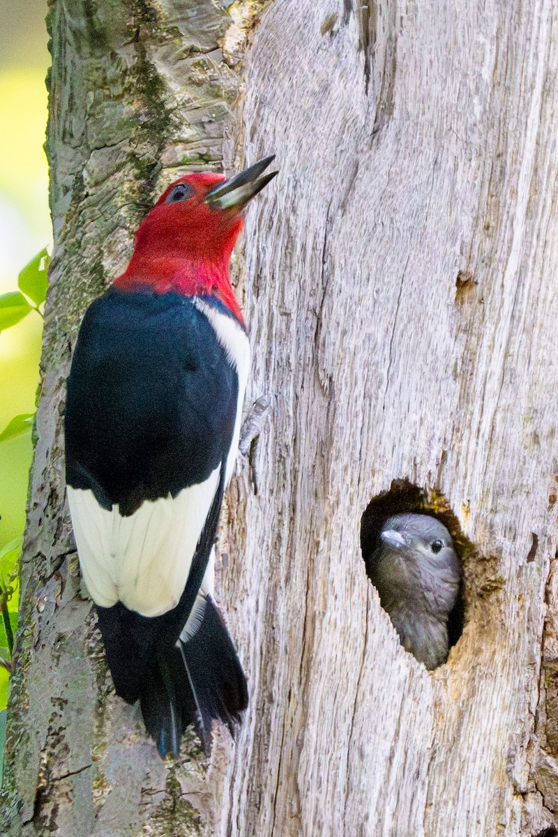 Red-headed Woodpecker - ML620393704