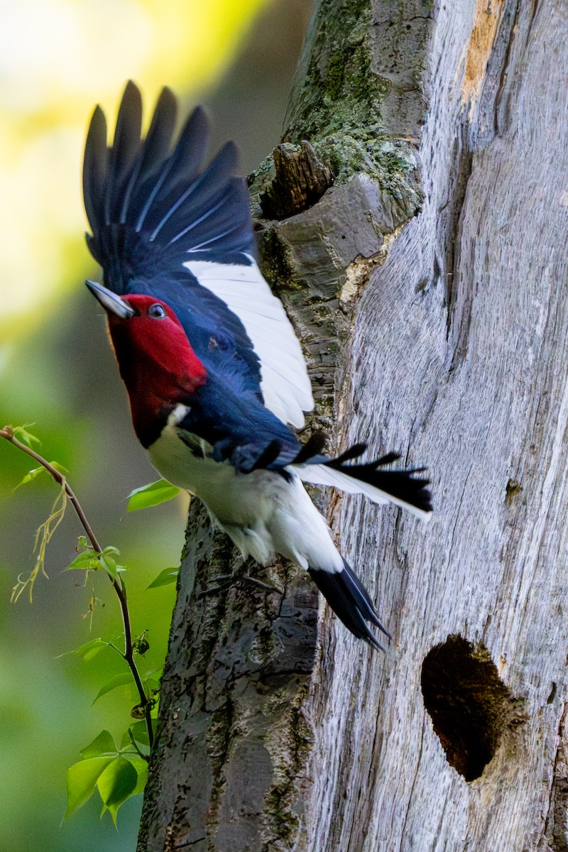 Red-headed Woodpecker - ML620393709